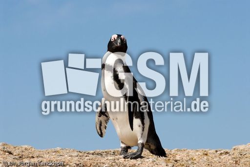 Brillenpinguin (78 von 148).jpg